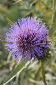 Image result for Cynara cardunculus