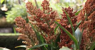 Image result for Sorghum