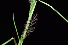 Image result for Eragrostis japonica