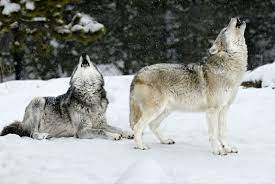 why winter is the perfect time to spot yellowstone s wildlife lonely planet yellowstone wolves yellowstone dog life
