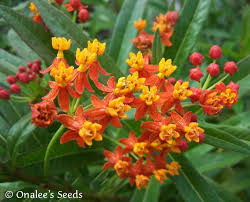 Since it's currently spring time when writing this, you may be wondering how to get these please note that many of the flowers mentioned may also attract hummingbirds, bees, and moths. Butterfly Milkweed Scarlet Red Asclepias Seeds Monarch Butterfly Host Plant