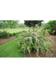 Image result for Kolkwitzia amabilis