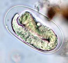 Image result for Strongyloides