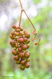 Image result for Ampelocissus