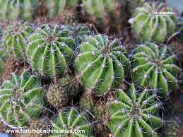 Pin On Biodiversidad Del Ecuador