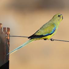 Image result for Monotes elegans