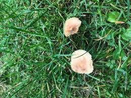 Nun warnt die stadt krefeld, der verzehr sei möglicherweise lebensgefährlich. Giftige Pilze Im Garten Pflanzen Natur Und Umwelt Giftig