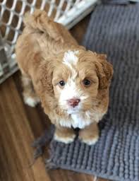 Maybe you would like to learn more about one of these? Name Suggestions For This Female Labradoodle Puppy Namenerds