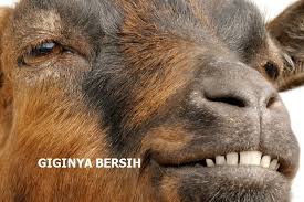 We did not find results for: Memilih Kambing Yang Baik Ternak Kambing Pertanian