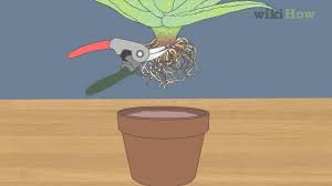 If your aloe vera plant looks a touch under the weather, don't lose hope! How To Revive A Dying Aloe Vera Plant Youtube