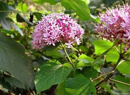 Image result for Clerodendrum umbellatum