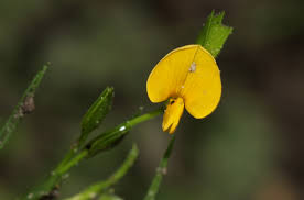 Image result for Zornia milneana