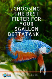 Filters For 5 Gallon Betta Fish Tank Guide How To Choose Filters For Your Small Aquarium Everythingaboutbettafish Betta Fish Tank Betta Fish Betta Tank