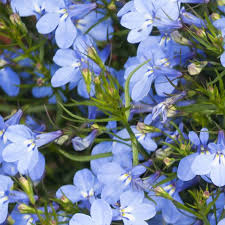 Image result for Bacopa