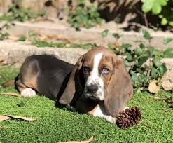 The basset hound is a wonderful hunting and companion breed and fits well in most family settings. N R Farms Basset Hounds Home Facebook