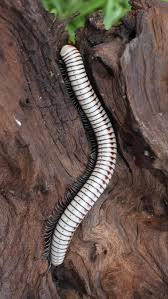 Image result for Telosma africana