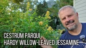 Image result for Cestrum parqui