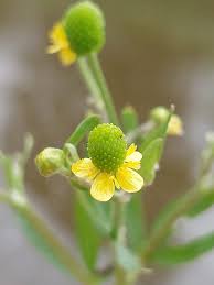 Image result for Ranunculus sceleratus