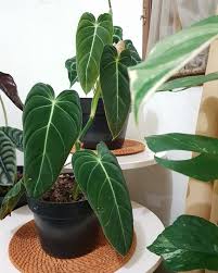 Philodendron Melanochrysum Etsy In 2020 Plants Plant Care Houseplant Philodendron