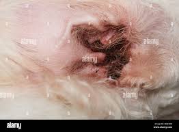 Image result for mold in the ear dog