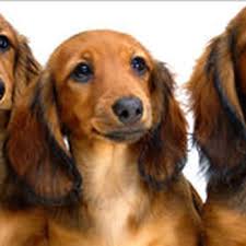 We carry the highest quality dog food available and a number of grooming supplies. Granero S Feed Pets Pet Stores 1325 W 9th St San Bernandino Ca Phone Number