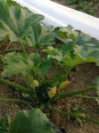 When substituting regular zucchini or summer squash, cut them in half lengthwise and hollow out the halves like boats. Just Keep Planting Terra Fauna Farm