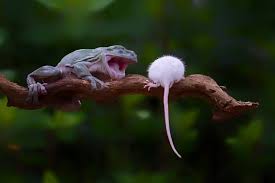 Stomach Churning Moment Greedy Frog Swallows Entire Mouse Whole