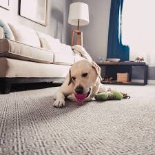 We did not find results for: Stainmaster Petprotect Best In Show Canine Canine Plush Carpet Indoor In The Carpet Department At Lowes Com