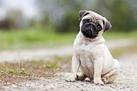 Beautiful pug puppies, are a professional breeder who truly cares for the welfare of her puppies. Pug Puppies For Sale Akc Puppyfinder