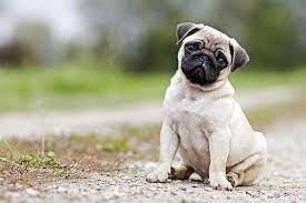 Adopt a pug near you in maryland. Pug Puppies For Sale Akc Puppyfinder