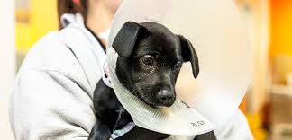 When can you get a kitten fixed. Spay Neuter Your Pet Aspca