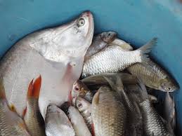 Check spelling or type a new query. Pesce Di Lago E Di Fiume Alla Riscossa