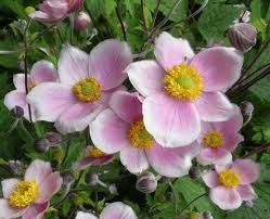 Japonska Sasanka Pink Saucer Anemone Hupehensis Pink Saucer Garten