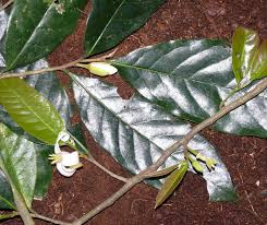 Image result for Synsepalum chimanimani