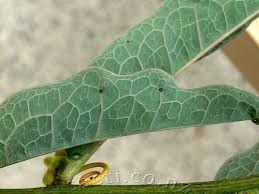 Image result for Adenia repanda