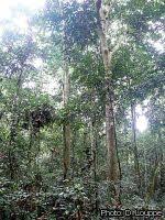 Image result for Gilbertiodendron dewevrei