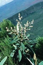 Image result for Tarchonanthus camphoratus