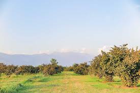 With over 14 varieties of locally grown hazelnuts, we will work with your food science department to cater to your precise needs and specifications. Delicious Organic Rapunzel Hazelnuts From The Azerbaidjan Project