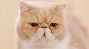 Ras kucing exotic shorthair adalah jenis kucing yang dikembangkan dari ras persia. Sebelum Putuskan Pelihara Kucing Persia Exotic Shorthair Yuk Ketahui Dulu Karakter Dan Perawatannya Tribun Jabar