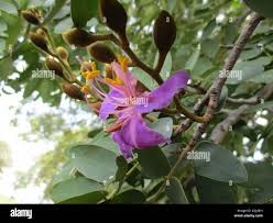 Image result for Baikiaea