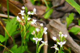 Image result for Cynorkis symoensii