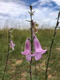 Image result for Dissotis speciosa