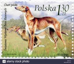 Chart Polski Polish Sight Hound On Polish Postage Stamp