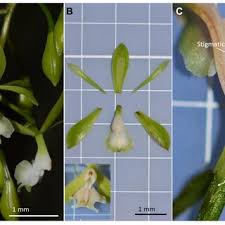 Image result for Platycoryne mediocris