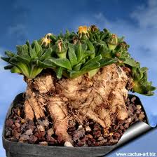 Image result for Nananthus vittatus