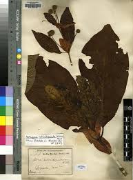 Image result for Mitragyna rubrostipulata