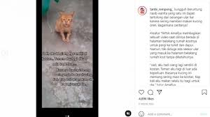 Gambar kucing, bel ditekan, dan uang. Sering Diberi Makan Kucing Ini Selamatkan Seorang Gadis Dari Serangan Ular Suara Jogja