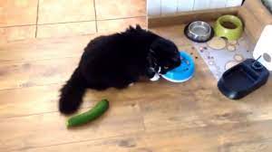 Cats are jumpy around cumcumber and zucchini. Cat Vs Cucumber Courgette Actually Youtube
