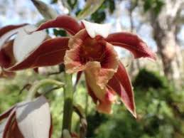 Image result for Phaius occidentalis