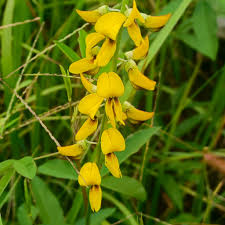 Image result for Crotalaria trichotoma